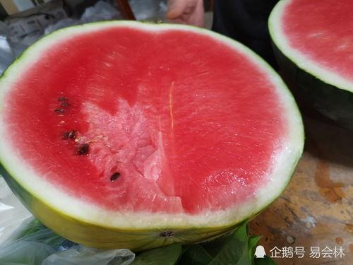 百公主吃瓜,百公主的瓜田奇遇记