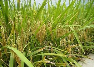 谷子吃瓜,探寻农作物的和谐共生之道