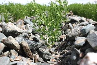 冬天籽瓜怎么吃,籽瓜的多彩食法探索