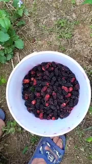 农村吃的桑瓜,农村餐桌上的天然美味与养生佳品