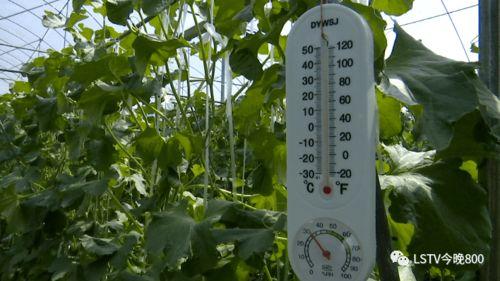 哈蜜瓜田吃瓜,一场与自然的味蕾之旅