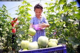 临汾直播吃瓜,一场全民参与的美食盛宴