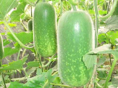 抗击疫情吃瓜的图片,见证社会百态