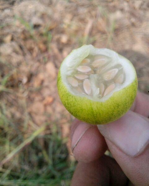吃小野瓜,探寻自然馈赠的味蕾之旅