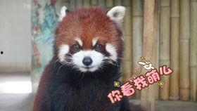 吃瓜美滋滋小说,一场穿越时空的甜蜜冒险