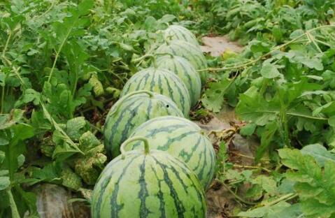 种瓜得瓜结的瓜怎么吃,探索“种瓜得瓜结的瓜”的多样食用之道