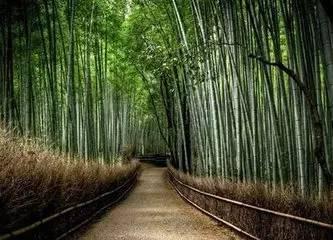 竹林吃瓜,一场别开生面的夏日盛宴