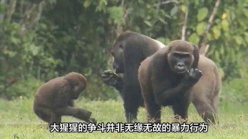 猩猩吃角瓜的视频,揭秘猩猩对角瓜的喜爱之谜