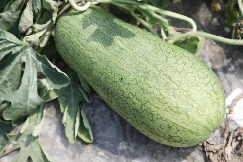 广州夏季吃瓜,瓜果飘香，清凉一夏的味蕾之旅