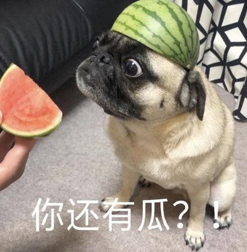 吃瓜表情包宠物,宠物界的“瓜王”风采