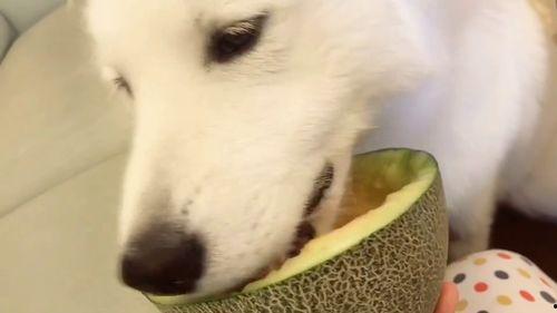 国产吃瓜在线,揭秘娱乐圈幕后故事