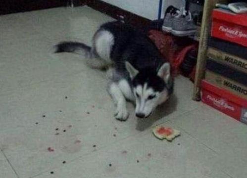 二哈吃瓜笑哈哈